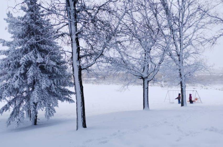 Hor Frost in the large trees