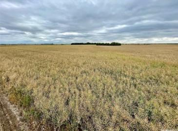 Rural Address, Perdue Rm No. 346, Saskatchewan S0K 3C0, ,Farm,For Sale,Perdue 126 acres Grain Farmland (Konotopetz),Rural Address,SK942433