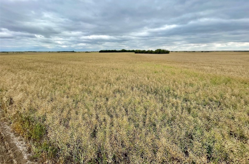 Rural Address, Perdue Rm No. 346, Saskatchewan S0K 3C0, ,Farm,For Sale,Perdue 126 acres Grain Farmland (Konotopetz),Rural Address,SK942433