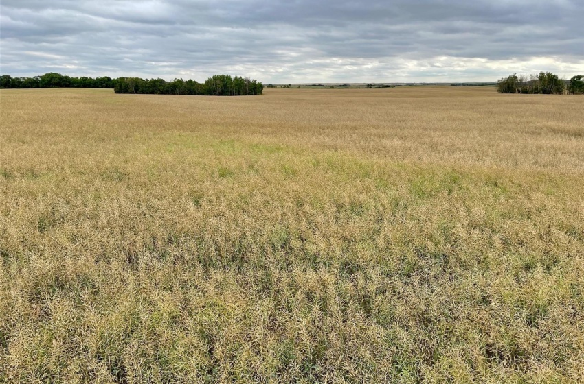 Rural Address, Perdue Rm No. 346, Saskatchewan S0K 3C0, ,Farm,For Sale,Perdue 126 acres Grain Farmland (Konotopetz),Rural Address,SK942433