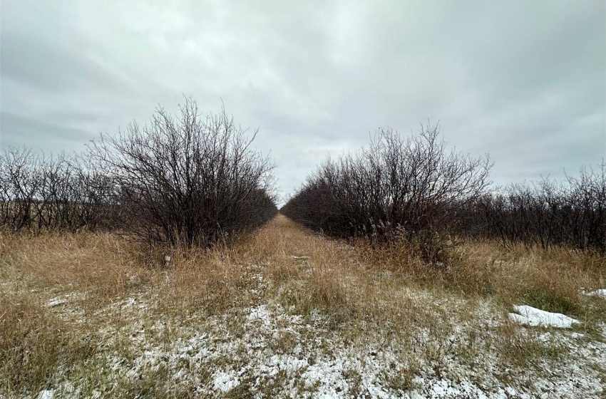 View of local wilderness