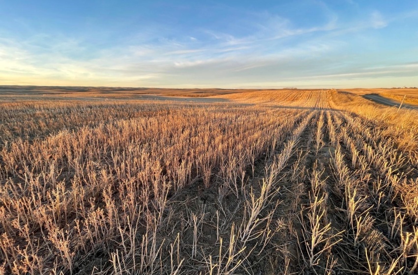 View of nature with a grainland