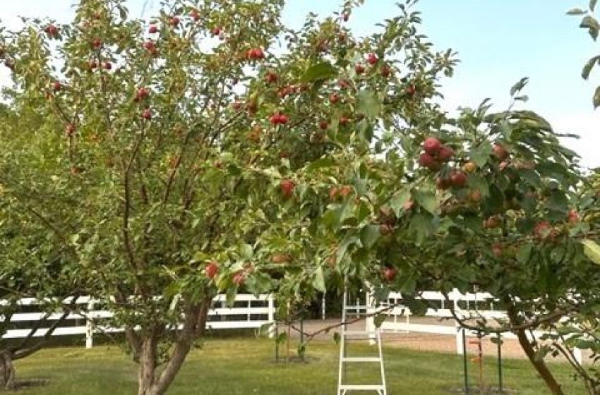 The yard's bounty