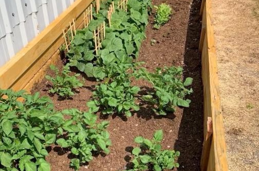 Raised garden beds pic from seller summer photo