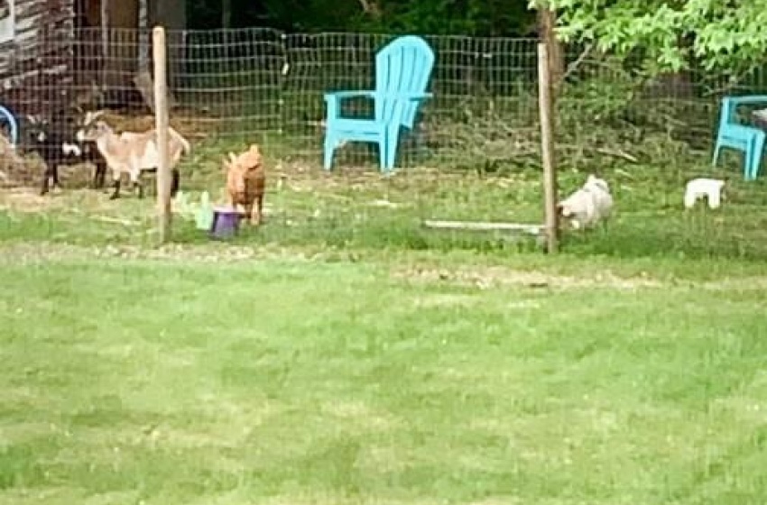 Enclosed goat area in summer pic by seller