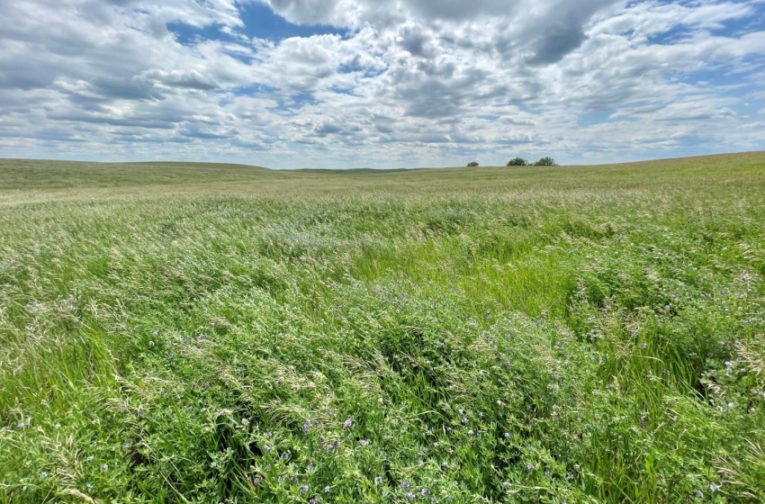 Rural Address, Biggar Rm No. 347, Saskatchewan S0K 0M0, ,Farm,For Sale,Biggar 315 acres Grain Farmland (Friesen),Rural Address,SK959770