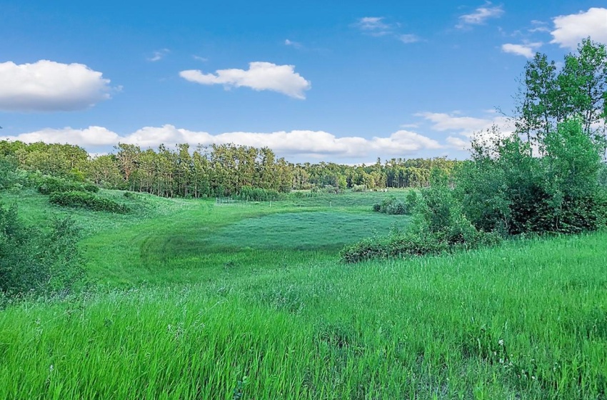 Thriving Hayland & native Sk Trees