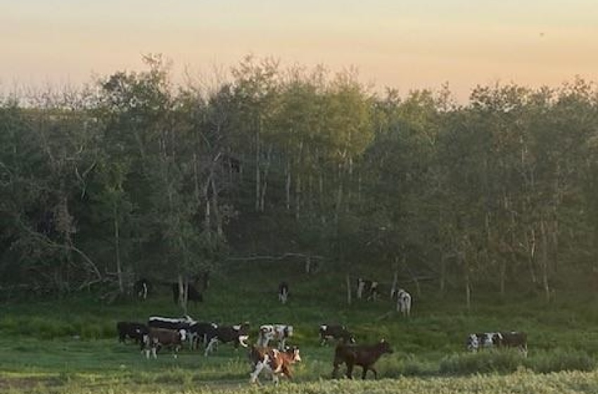 Yard at dusk featuring a rural view