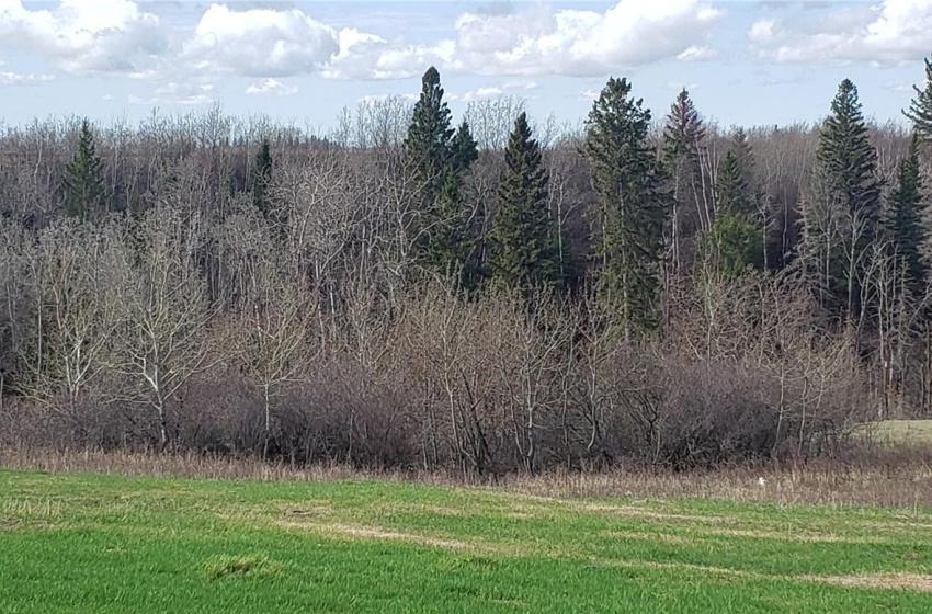 View of local wilderness