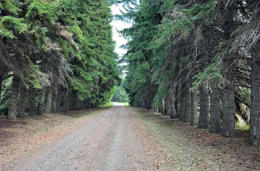 gorgeous Evergreen lined driveway