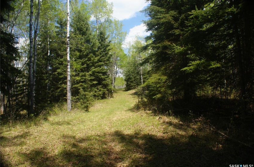 View of local wilderness