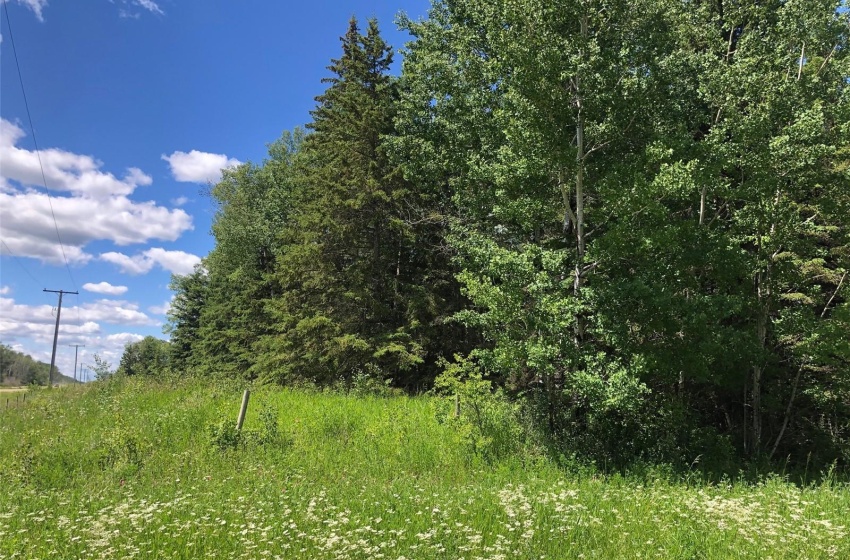 View of local wilderness