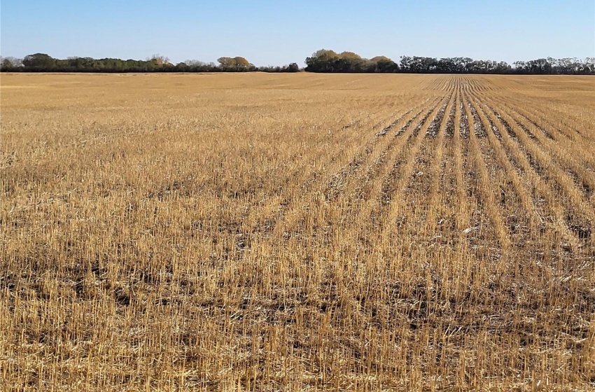 Rural Address, Perdue Rm No. 346, Saskatchewan S0K 3G0, ,Farm,For Sale,Kinley 1,031 acres Grain Farmland,Rural Address,SK989132