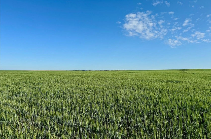 Rural Address, Auvergne Rm No. 76, Saskatchewan S0N 0C0, ,Farm,For Sale,Aneroid 598 Acres Grain Farmland,Rural Address,SK990287