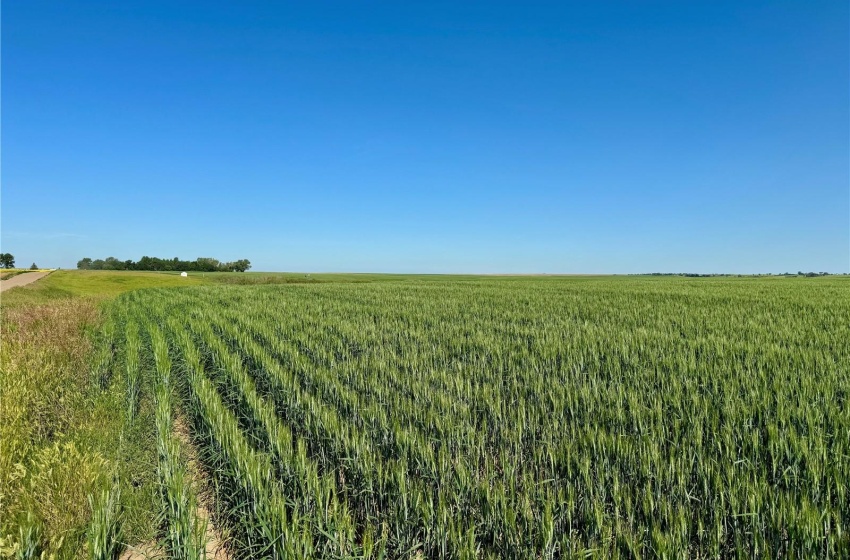 Rural Address, Auvergne Rm No. 76, Saskatchewan S0N 0C0, ,Farm,For Sale,Aneroid 598 Acres Grain Farmland,Rural Address,SK990287