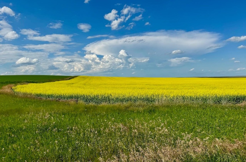 Rural Address, Chesterfield Rm No. 261, Saskatchewan S0L 0A0, ,Farm,For Sale,Mantario 967 Acres Grain Farmland,Rural Address,SK980936