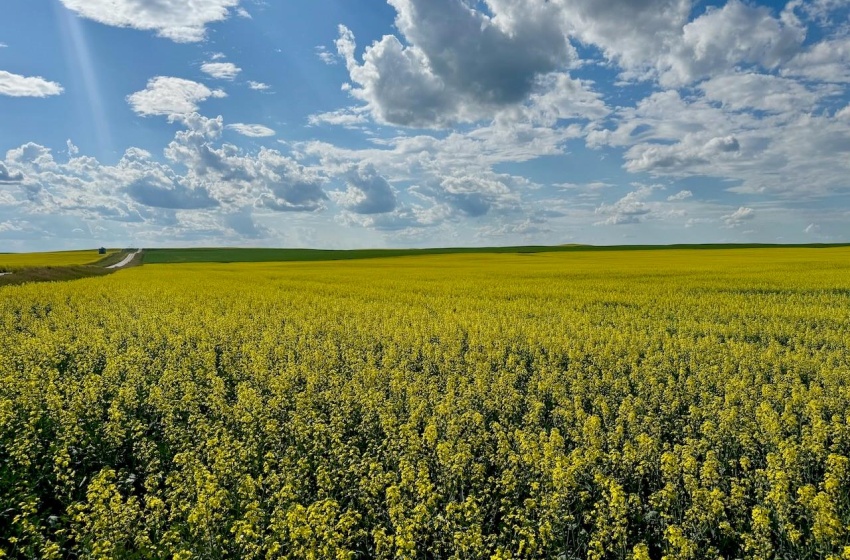 Rural Address, Chesterfield Rm No. 261, Saskatchewan S0L 0A0, ,Farm,For Sale,Mantario 967 Acres Grain Farmland,Rural Address,SK980936