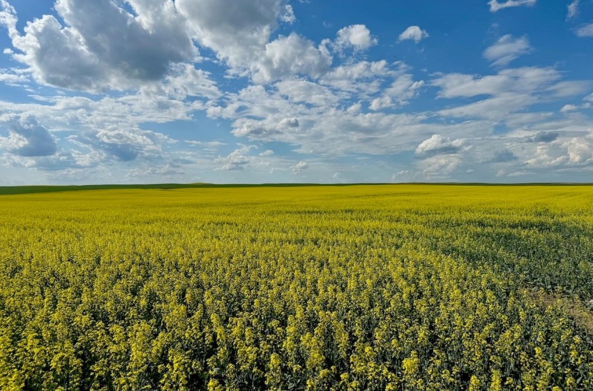 Rural Address, Chesterfield Rm No. 261, Saskatchewan S0L 0A0, ,Farm,For Sale,Mantario 967 Acres Grain Farmland,Rural Address,SK980936