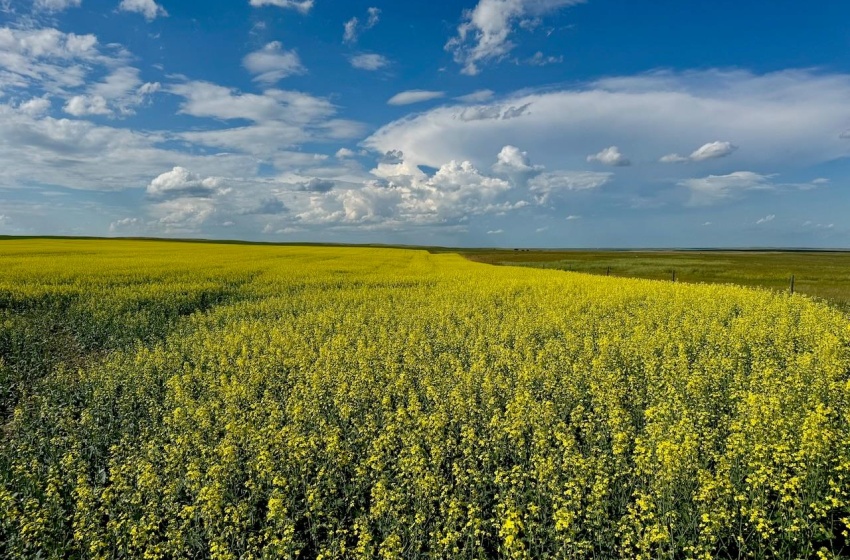 Rural Address, Chesterfield Rm No. 261, Saskatchewan S0L 0A0, ,Farm,For Sale,Mantario 967 Acres Grain Farmland,Rural Address,SK980936