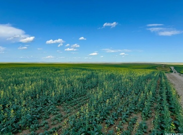 Rural Address, Chesterfield Rm No. 261, Saskatchewan S0L 0A0, ,Farm,For Sale,Mantario 967 Acres Grain Farmland,Rural Address,SK980936