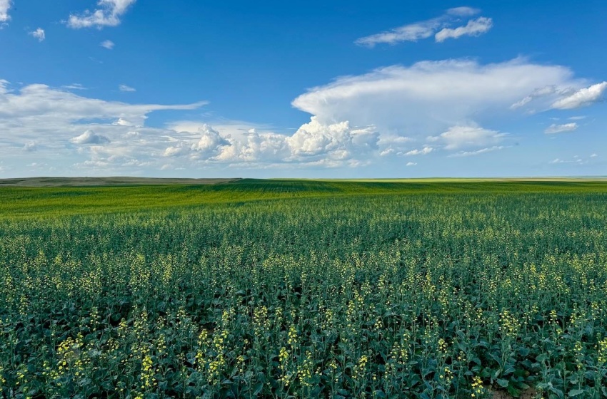 Rural Address, Chesterfield Rm No. 261, Saskatchewan S0L 0A0, ,Farm,For Sale,Mantario 967 Acres Grain Farmland,Rural Address,SK980936