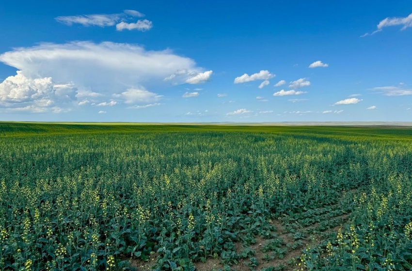 Rural Address, Chesterfield Rm No. 261, Saskatchewan S0L 0A0, ,Farm,For Sale,Mantario 967 Acres Grain Farmland,Rural Address,SK980936