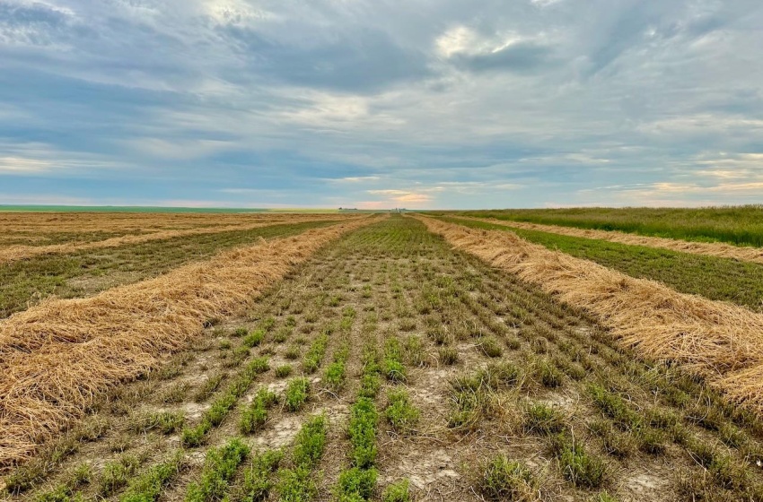 Rural Address, Eyebrow Rm No. 193, Saskatchewan S0H 0M0, ,Farm,For Sale,Brownlee 960.6 acres Hay and Pastureland,Rural Address,SK981073