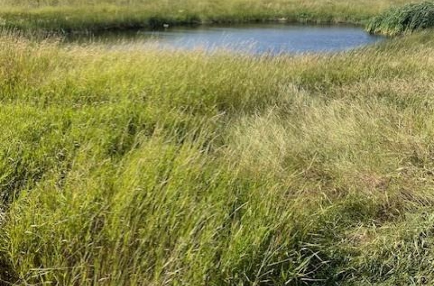 View of local wilderness featuring a water view