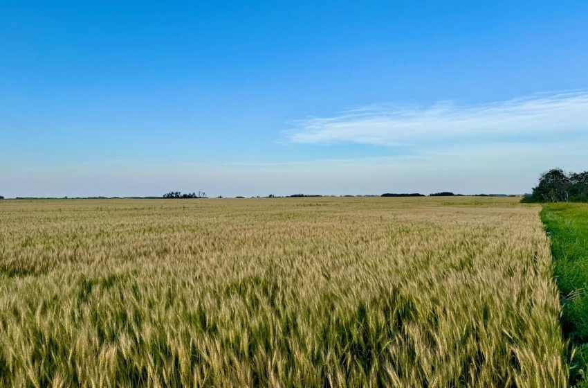 Rural Address, Stanley Rm No. 215, Saskatchewan S0A 0S0, ,Farm,For Sale,Stanley 347 Acres Grain Farmland,Rural Address,SK983770