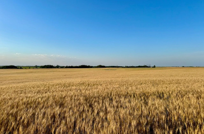 Rural Address, Stanley Rm No. 215, Saskatchewan S0A 0S0, ,Farm,For Sale,Stanley 347 Acres Grain Farmland,Rural Address,SK983770