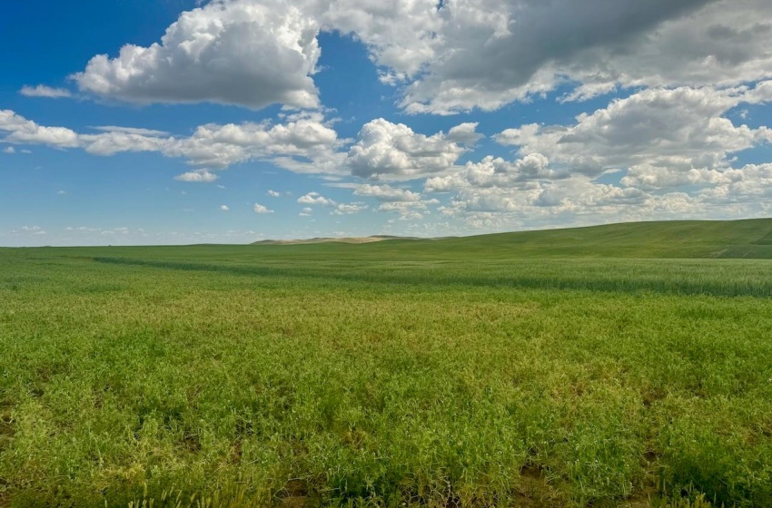 Rural Address, Gull Lake Rm No. 139, Saskatchewan S0N 0B2, ,Farm,For Sale,Gull Lake 1,432 acres Farmland,Rural Address,SK983787