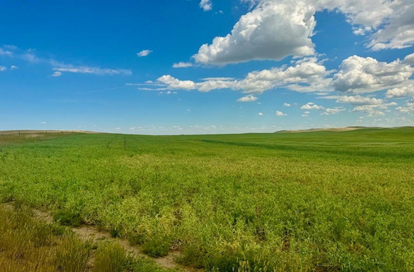 Rural Address, Gull Lake Rm No. 139, Saskatchewan S0N 0B2, ,Farm,For Sale,Gull Lake 1,432 acres Farmland,Rural Address,SK983787