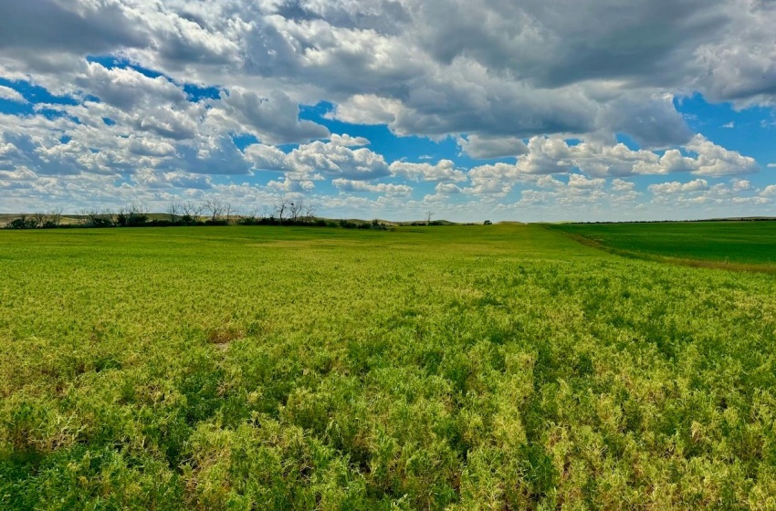 Rural Address, Gull Lake Rm No. 139, Saskatchewan S0N 0B2, ,Farm,For Sale,Gull Lake 1,432 acres Farmland,Rural Address,SK983787