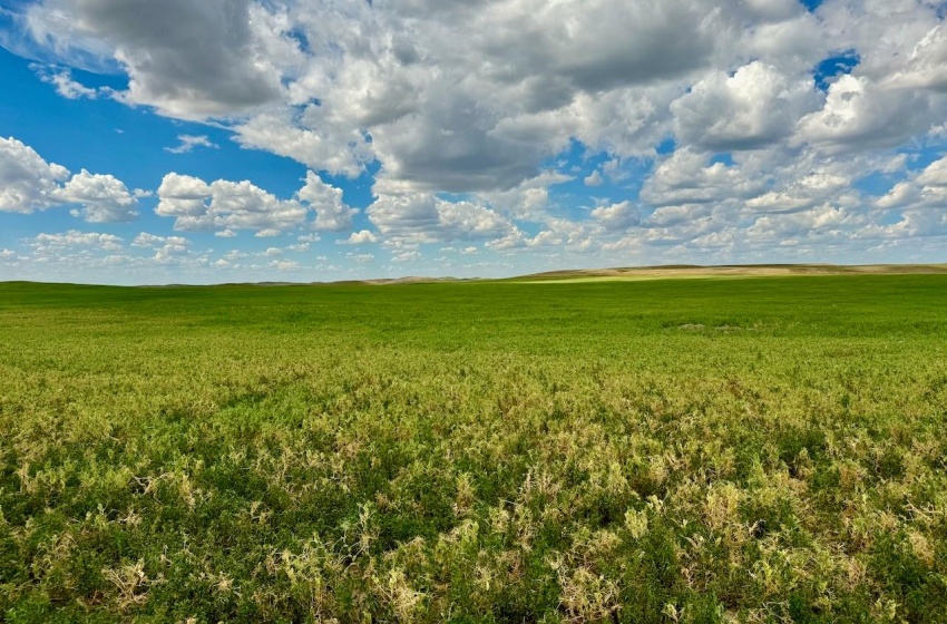 Rural Address, Gull Lake Rm No. 139, Saskatchewan S0N 0B2, ,Farm,For Sale,Gull Lake 1,432 acres Farmland,Rural Address,SK983787