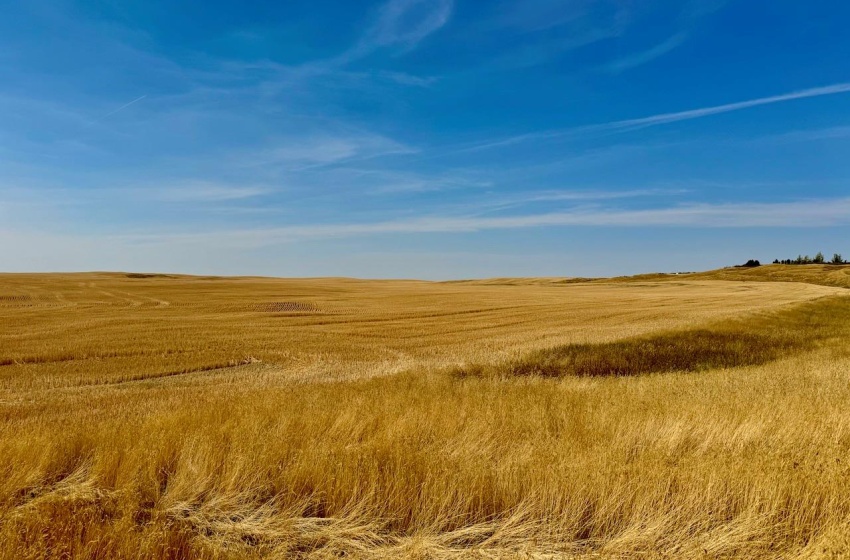 Rural Address, Miry Creek Rm No. 229, Saskatchewan S0N 2L0, ,Farm,For Sale,Shackleton 1,575 acres Grain Farmland,Rural Address,SK983881