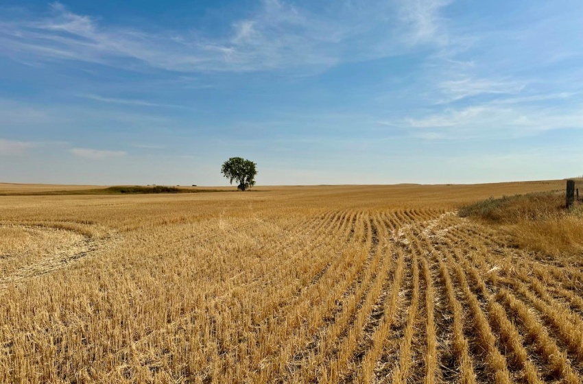 Rural Address, Miry Creek Rm No. 229, Saskatchewan S0N 2L0, ,Farm,For Sale,Shackleton 1,575 acres Grain Farmland,Rural Address,SK983881