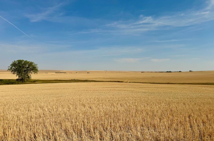 Rural Address, Miry Creek Rm No. 229, Saskatchewan S0N 2L0, ,Farm,For Sale,Shackleton 1,575 acres Grain Farmland,Rural Address,SK983881