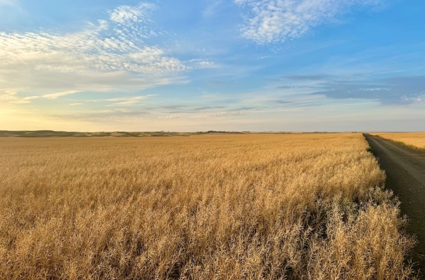 Rural Address, Monet Rm No. 257, Saskatchewan S0L 0B3, ,Farm,For Sale,Elrose 1,030 Acres of Grain Farmland,Rural Address,SK984644