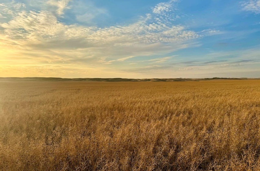 Rural Address, Monet Rm No. 257, Saskatchewan S0L 0B3, ,Farm,For Sale,Elrose 1,030 Acres of Grain Farmland,Rural Address,SK984644