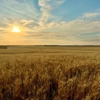 Rural Address, Monet Rm No. 257, Saskatchewan S0L 0B3, ,Farm,For Sale,Elrose 1,030 Acres of Grain Farmland,Rural Address,SK984644