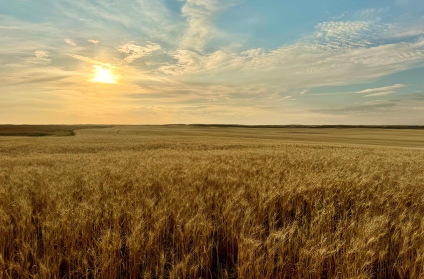 Rural Address, Monet Rm No. 257, Saskatchewan S0L 0B3, ,Farm,For Sale,Elrose 1,030 Acres of Grain Farmland,Rural Address,SK984644