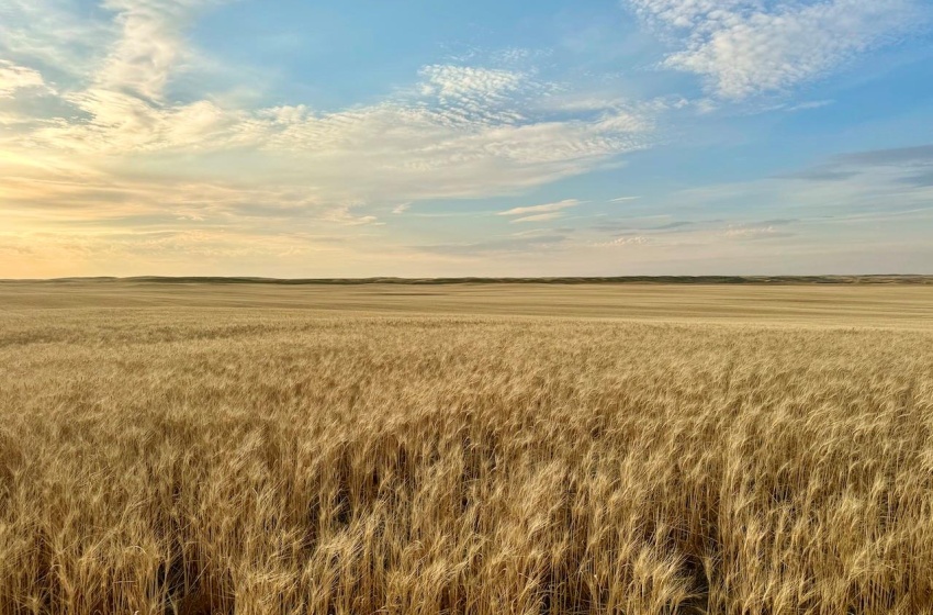 Rural Address, Monet Rm No. 257, Saskatchewan S0L 0B3, ,Farm,For Sale,Elrose 1,030 Acres of Grain Farmland,Rural Address,SK984644