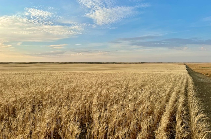 Rural Address, Monet Rm No. 257, Saskatchewan S0L 0B3, ,Farm,For Sale,Elrose 1,030 Acres of Grain Farmland,Rural Address,SK984644