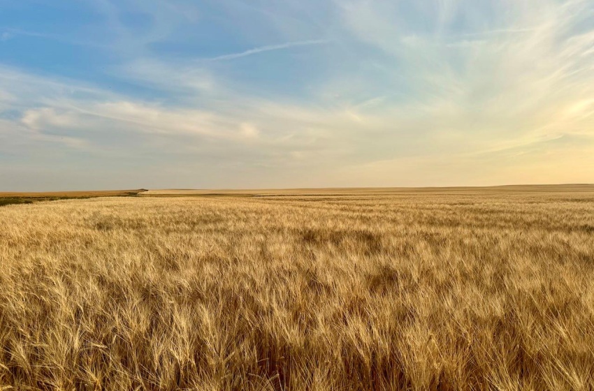 Rural Address, Monet Rm No. 257, Saskatchewan S0L 0B3, ,Farm,For Sale,Elrose 1,030 Acres of Grain Farmland,Rural Address,SK984644