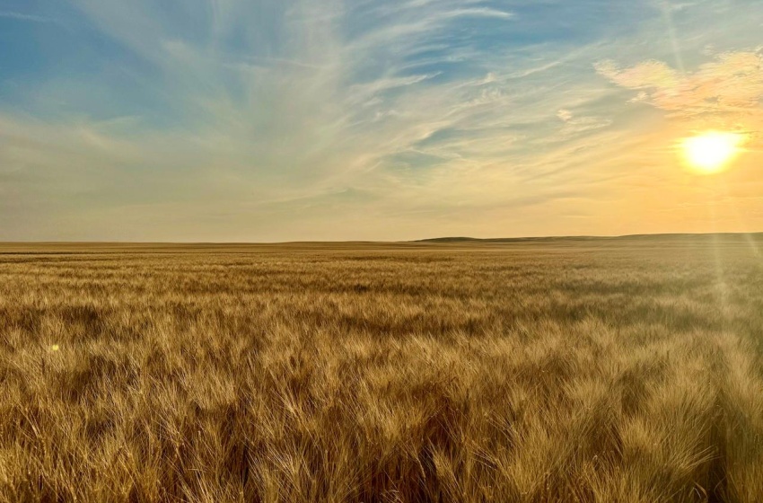 Rural Address, Monet Rm No. 257, Saskatchewan S0L 0B3, ,Farm,For Sale,Elrose 1,030 Acres of Grain Farmland,Rural Address,SK984644