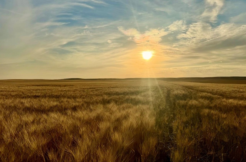 Rural Address, Monet Rm No. 257, Saskatchewan S0L 0B3, ,Farm,For Sale,Elrose 1,030 Acres of Grain Farmland,Rural Address,SK984644