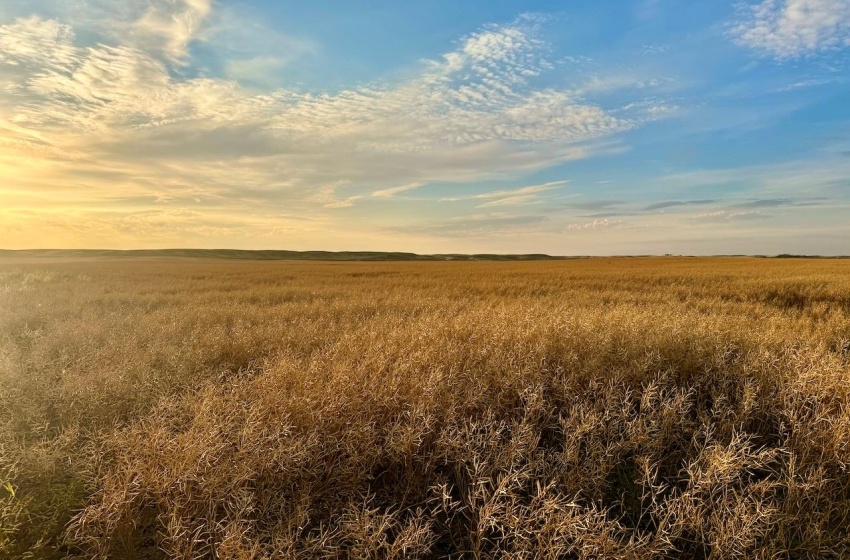 Rural Address, Monet Rm No. 257, Saskatchewan S0L 0B3, ,Farm,For Sale,Elrose 1,030 Acres of Grain Farmland,Rural Address,SK984644