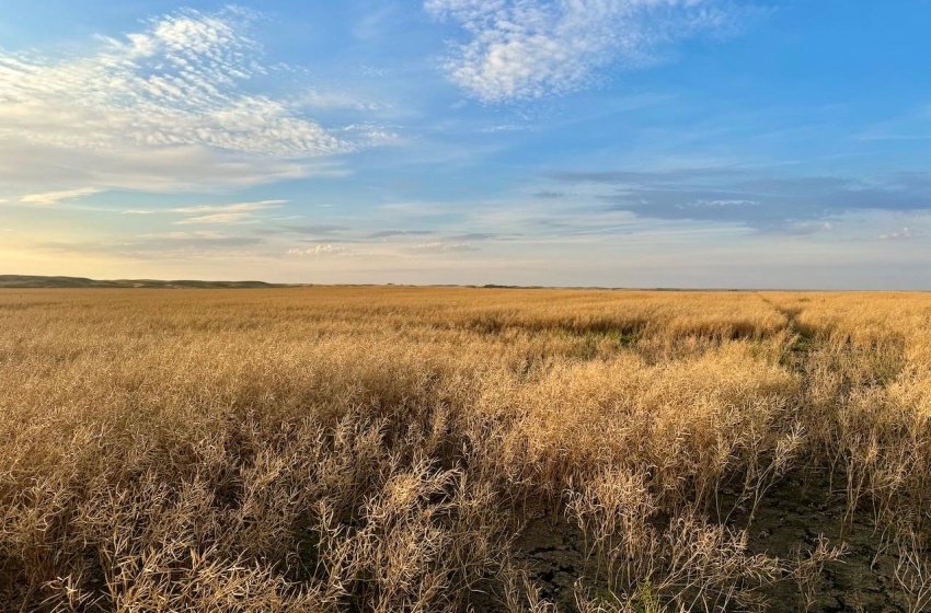 Rural Address, Monet Rm No. 257, Saskatchewan S0L 0B3, ,Farm,For Sale,Elrose 1,030 Acres of Grain Farmland,Rural Address,SK984644