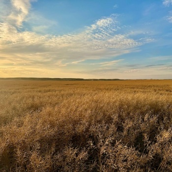 Rural Address, Pleasant Valley Rm No. 288, Saskatchewan S0L 0B3, ,Farm,For Sale,Elrose 2,084 acres Grain Farmland,Rural Address,SK984758