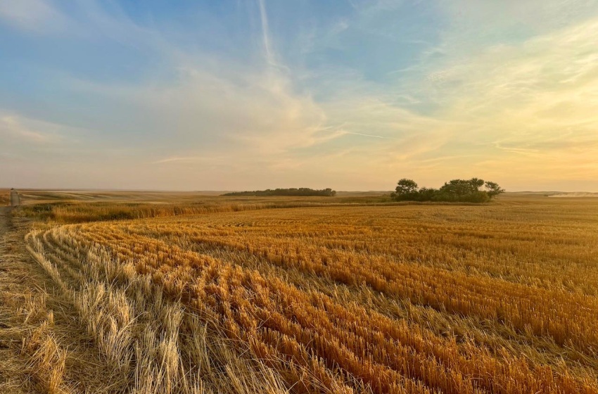 Rural Address, Pleasant Valley Rm No. 288, Saskatchewan S0L 0B3, ,Farm,For Sale,Elrose 2,084 acres Grain Farmland,Rural Address,SK984758